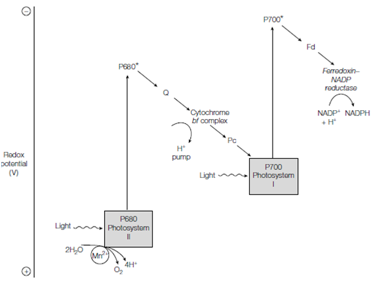 404_Light reactions in eukaryotic photosynthesis.png